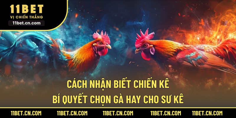 Cách Nhận Biết Chiến Kê: Bí Quyết Chọn Gà Hay Cho Sư Kê Cách nhận biết chiến kê