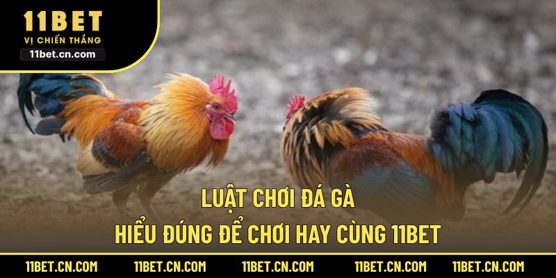 Luật Chơi Đá Gà – Hiểu Đúng Để Chơi Hay Cùng 11BET Luật chơi đá gà
