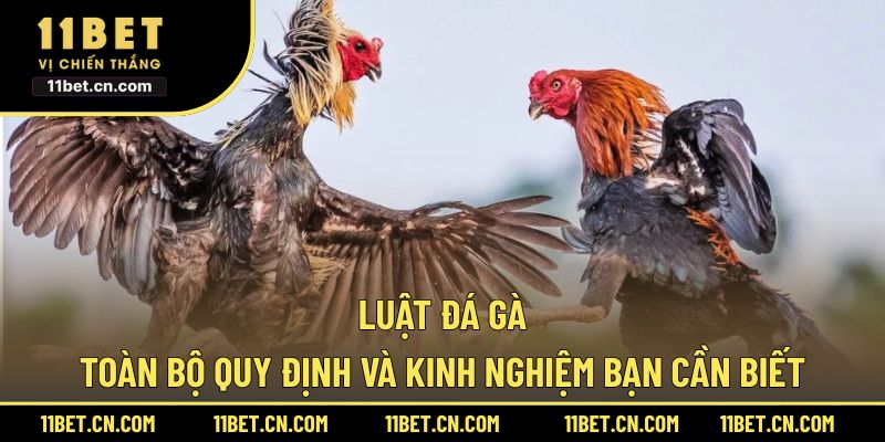 Luật Đá Gà: Toàn Bộ Quy Định Và Kinh Nghiệm Bạn Cần Biết Luật đá gà